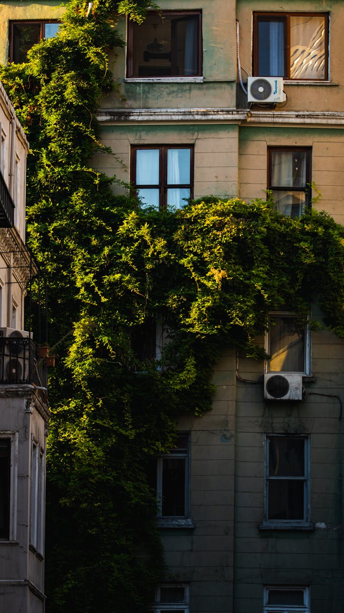 A city building facade overgrown with lush green ivy, bathed in sunset light.